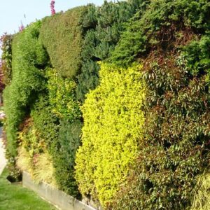 Dikey Bahçe Örnekleri